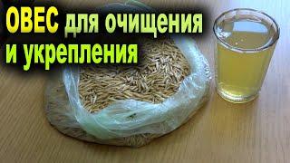 Отвар из овса для очищения и укрепления организма