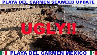PLAYA  DEL CARMEN BEACH SEAWEED UPDATE - SEAWEED IS GETTING UGLY!