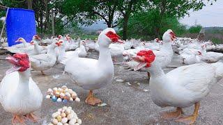 Full Video: 190 Days Raise Muscovy  For Eggs - Muscovy Duck Farm - Polutry Farm