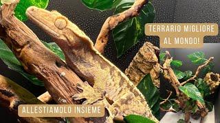 Allevamento gechi ciliatus - Come FARE il TERRARIO del geco ciliatus