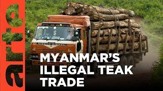 Traffic in Burmese | Teak Data Sources | ARTE.tv Documentary