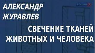 ACADEMIA. Александр Журавлев. Свечение тканей животных и человека. Канал Культура