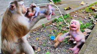 Wow, S...adness... MORA cute baby monkey c-rying so angry with MaMa MOLLA mistreats to b-ite him