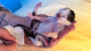 Спасение новорожденных котят. Котята ищут дом / SANI vlog