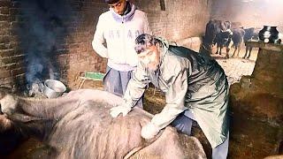 use of calcium Kaisay istamal karwain   hypocalcemia hypothermia Ketosis anorexia cows and Buffalo