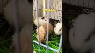 Mấy bé bọ ú tại trại giống Kaka Quốc #kakaquốc #pet #bọ_ú #hamsterbabies