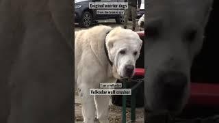 Volkodav Alabai #viral #workingdog #centralasianshepherddog #volkodav #kangal