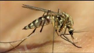 2 deaths linked to West Nile Virus reported in NJ: officials