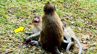 Calling Help! Vero Monkey Crying Loudly Look Hurting Jody Monkey Pushing Hard On Ground Unbelievable