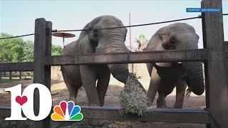 Zoo Knoxville planning farewell weekend for Jana the Elephant