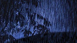 Sleep Immediately with Rain Sounds and Rain & Powerful Thunder Sound The Roof in The Sky at Night.