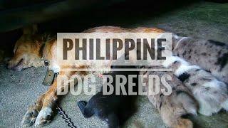 Philippine Native Dog Breed