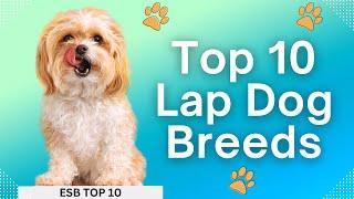 Top 10 Lap Dog Breeds | ESB TOP 10 #dogbreeds #top10dogs