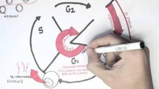 Cell Cycle (Overview, Interphase)