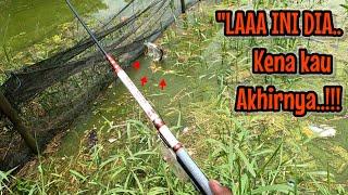 BABON LELENYA KENA ‼️ BERKALI KALI NONGOL KENA JUGA AKHIRNYA || mancing ikan red devil NAHOL MANIA