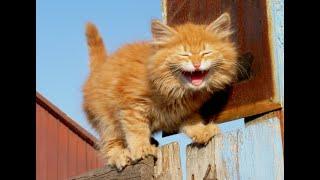  Cheeky orange cats!  Funny video with cats and kittens for a good mood! 