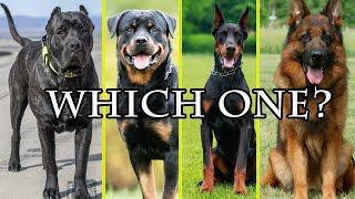 What Guard Dog Breed is BEST for You?