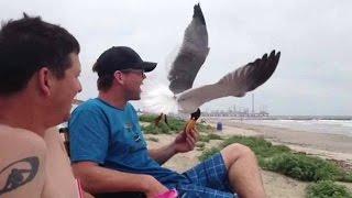 Seagulls Are Kleptomaniacs: Compilation