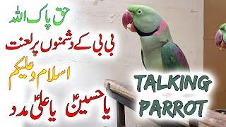 Islamic Talking Best Parrot | My 2 Alexandrian | Urdu / Hindi |  PBI_Official