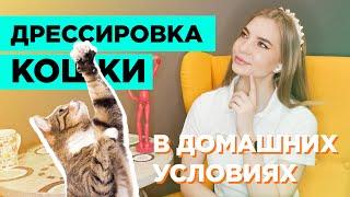 Дрессировка кошки в домашних условиях