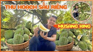 Cùng thu hoạch sầu riêng Musang King Việt Nam ngay tại vườn không thua kém gì Musang King Malaysia