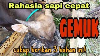 Rahasia Sapi Cepat Gemuk