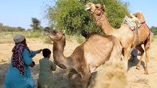 camel with owners it desert jungle