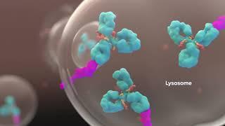 3D Medical Animation with Oncology ADC Mechanism of Action