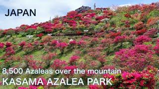 【JAPAN FLOWER LANDSCAPE：AZALEA】Walk the mountain covered by 8500 Azaleas　Hiking for Nature　Tsutsuji