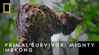 Face To Face With An Elusive Leopard Cat | Primal Survivor: Mighty Mekong | National Geographic UK