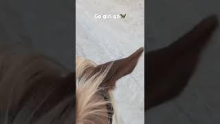 Go girl go Sounds on #horsesounds #horseback #arabianhorse