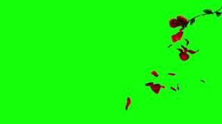 3D Falling Petals Green Screen Rose Petals [720P]