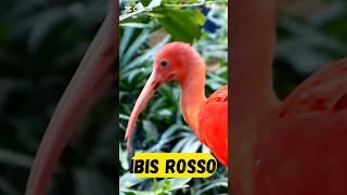 L'ibis rosso