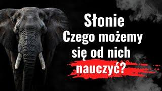 Czy słonie wiedzą czym jest śmierć? Poznaj te niesamowite zwierzęta i nieznane fakty o ich życiu.