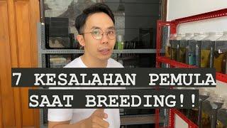 Nih! 7 kesalahan pemula dalam breeding ikan cupang versi nyongtimur!