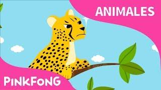 Rápido Guepardo | Guepardo | Animales | PINKFONG Canciones Infantiles