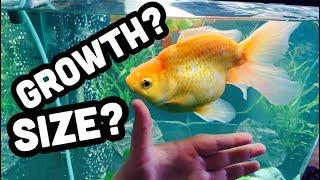 Fantail Goldfish Growth & Full Size?
