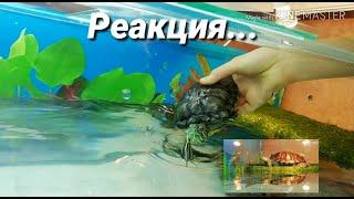 Первая реакция красноухих черепах на аквариум 270л!!!