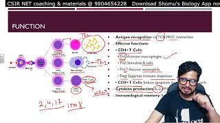 T cell activation and differentiation | T helper cell and cytotoxic T cell | Shomu's Biology