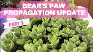 WHAT HAPPENED TO MY BEAR’s PAW PROPAGATION (a video update!)