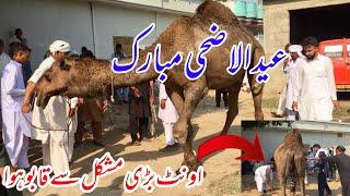 Eid ul Adha Mubarak 2024 || Camel Qurbani video || Dadyal Azad Kashmir