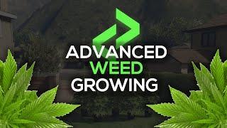 FiveM Weed Growing Script [ESX/QB/QBox/Ox] | Lation Scripts