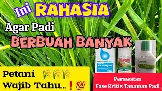 Cara Memperbanyak Anakan Padi Produktif . Cara Mengatasi Daun Padi Menguning 