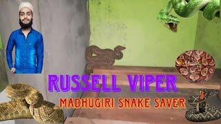 Indian Russel viper 