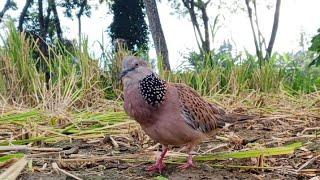 suara burung tekukur pikat memancing lawan supaya datang