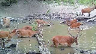 Fürdőző szarvasbikák Gemencen. Red stags are taking a bath in Gemenc forest.