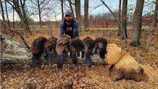 These traps were LOADED with beaver!!! Multiple catches! (Bonus Raccoon)