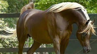 Arabian Horse videos compilation | #4 |  2021. Try not to watch it till the end