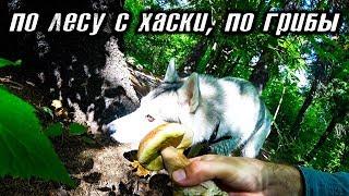 Шатаемся с хаски Капеллой по лесу, по грибы