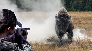A decisive confrontation between the hunter (moon bear, musk ox , wild boar, Kiko goats  ) Part4